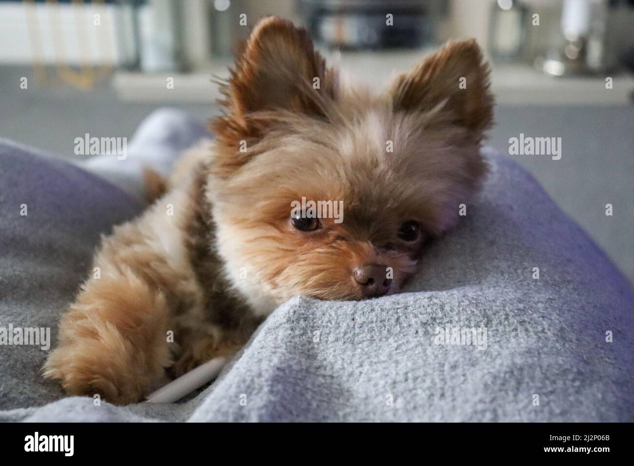 Kleine süße flauschige Schokolade Hund / Lapdog schluchzend auf einer Decke, mit Blick auf die Kamera Stockfoto