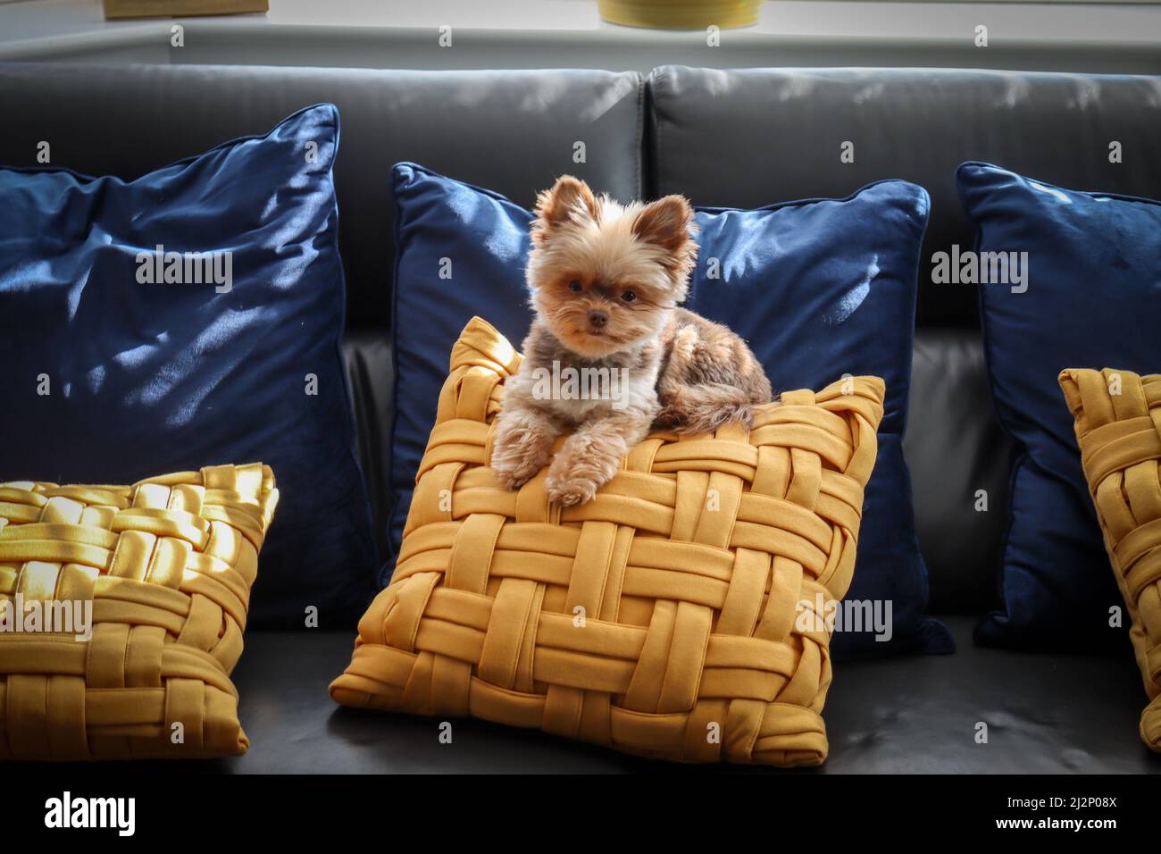 Kleine süße flauschige Schokolade Hund / sitzt auf einem gelben ockerfarbenen Kissen Stockfoto