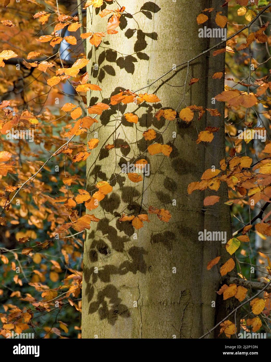 Herbstfarbe von wunderschönen Beechbäumen in den Laubwäldern und den Wäldern von Cannock Chase an Area of Outstanding Natural Beauty, die eine zeigt Stockfoto