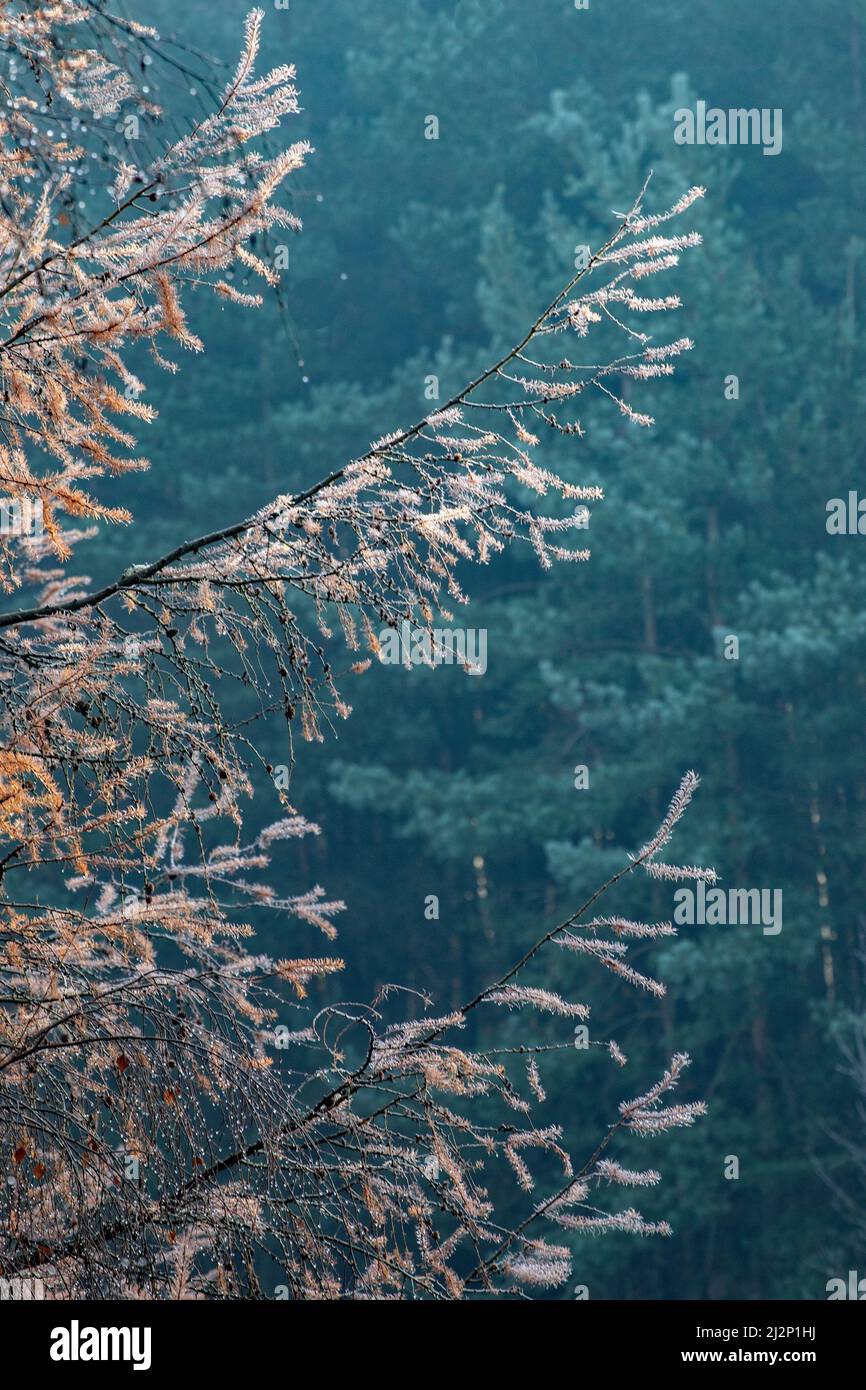 Nahaufnahme von Larchbäumen, einem Nadelbaum im Wald von Cannock Chase. Der lateinische Name ist Larix occidentalis und zeigt in Aut atemberaubendes goldenes Laub Stockfoto