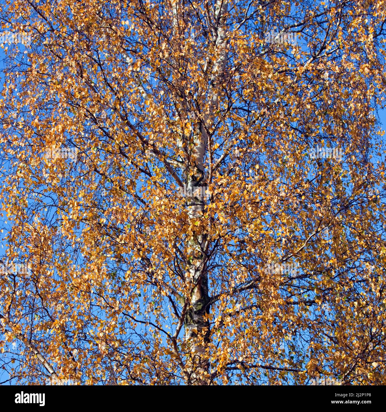 Herbstfärbung, Cannock Chase Country Park AONB (Gebiet von außergewöhnlicher natürlicher Schönheit) in Staffordshire England UK Stockfoto