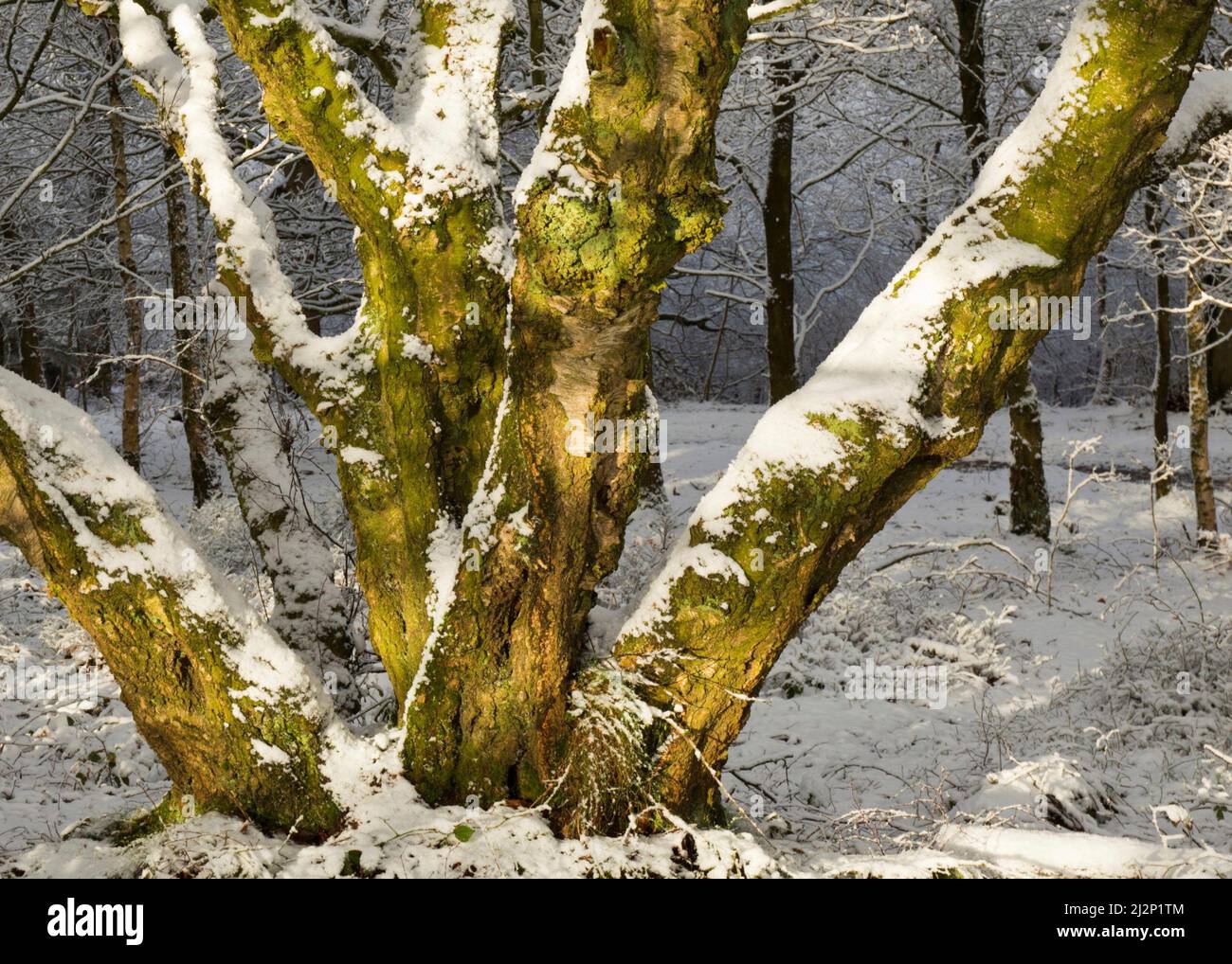 Silberne Birkenstämme, die durch ein wunderschönes Winterlicht am Morgen im Wald auf Cannock Chase AONB hervorgehoben und teilweise mit Neuschnee bedeckt sind Stockfoto