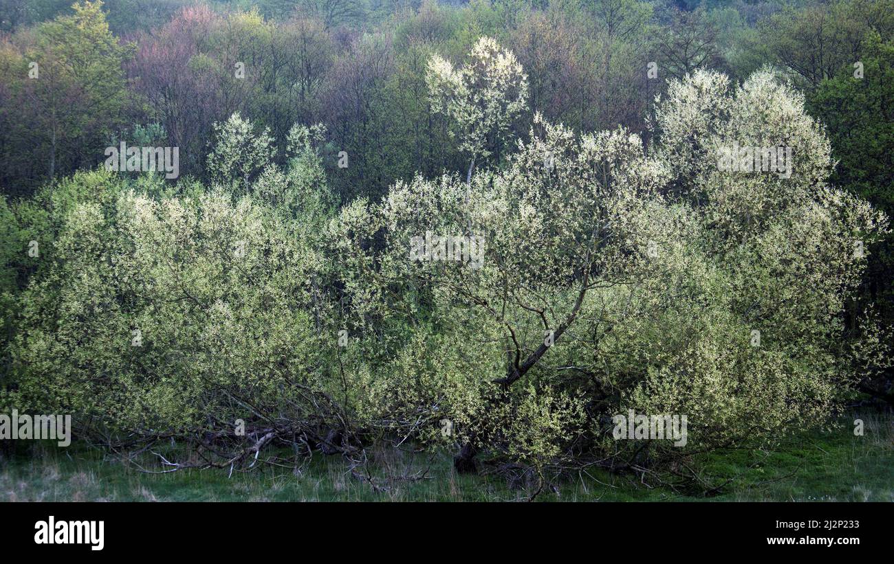 Eine Waldlandschaft im Frühling mit frühmorgendem Licht, das die Natur mit künstlerischen Entwürfen aus Texturen, Formen, Mustern und Farben des Baumes hervorhebt Stockfoto