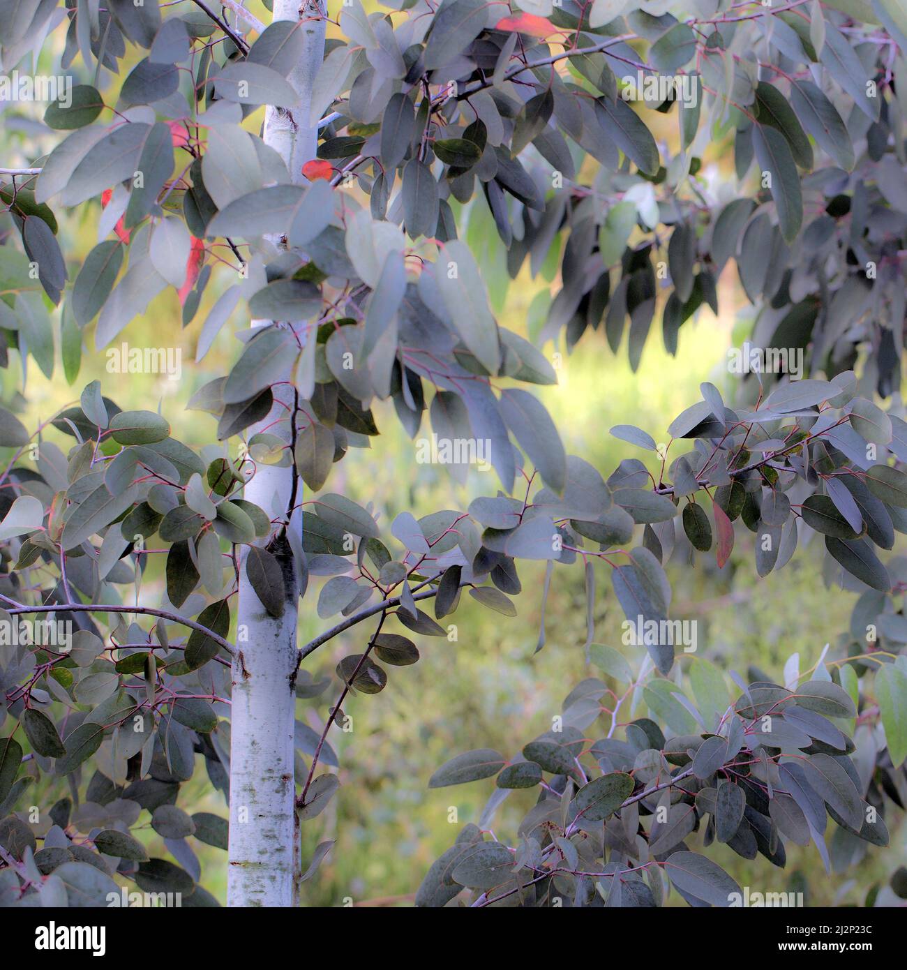 Eukalyptusbäume im Sommer mit verschiedenfarbigem Laub in einer kleinen Versuchsschule, die Schönheit in der Natur mit Mustern, Form und Textur zeigt, in einem kumpel Stockfoto