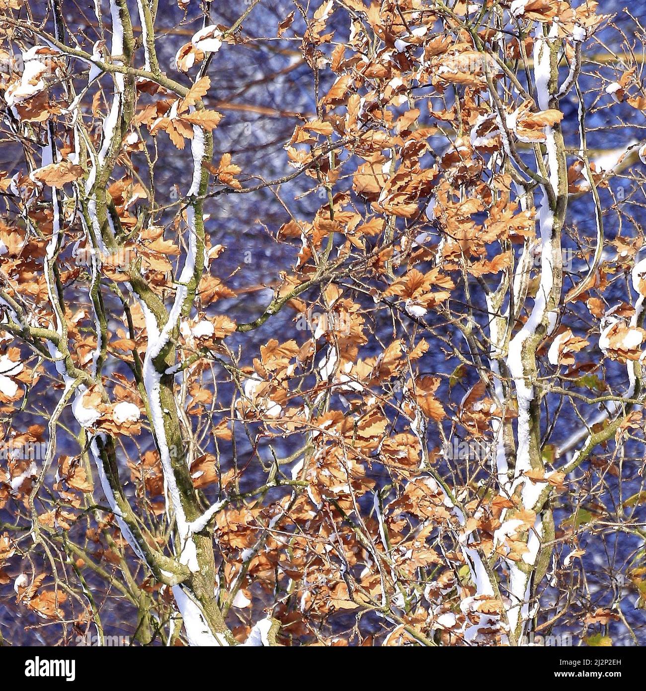 Eichenbaum mit Resten von Herbstlaub mit bronzegoldenen Blättern mit atemberaubenden Farbtönen und schneebedeckten Zweigen mit farblich abfärbter Unterseite Stockfoto
