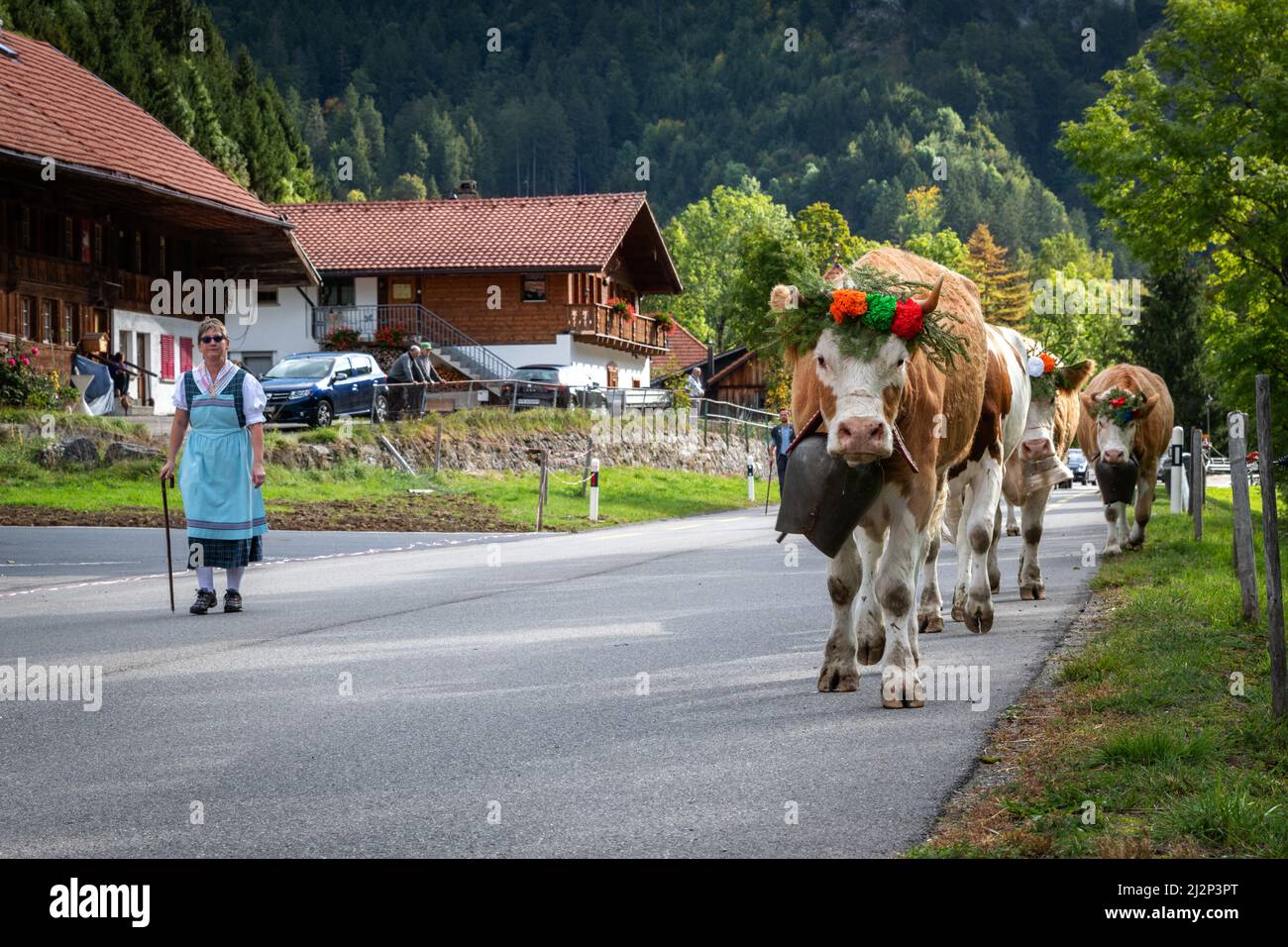 Charmey, Fribourg, Schweiz - 28 September 2019: Landwirte mit einer Herde von Kühen auf der jährlichen Wanderhaltung in Charmey in der Nähe von bulle, Freiburg Zone auf Stockfoto