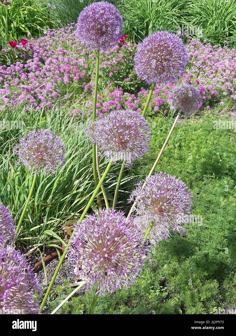 Kugelförmige Blütenstände mehrjähriger krautiger Zierpflanzen von Christoph Zwiebel. Präsentiert Nahaufnahme auf dem Hintergrund der Garten. Stockfoto