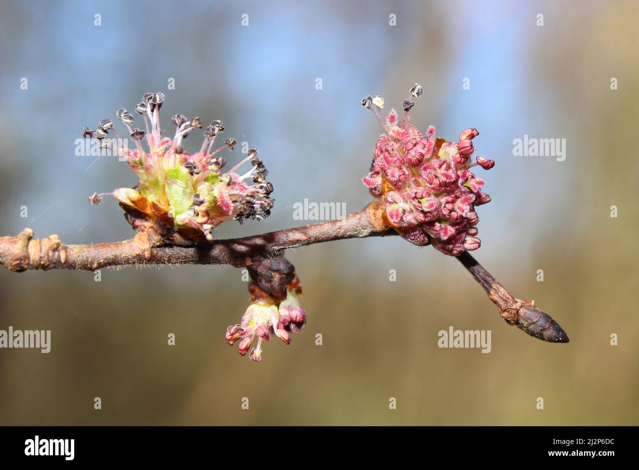 Europäische Esche Fraxinus excelsior - Blumen Stockfoto