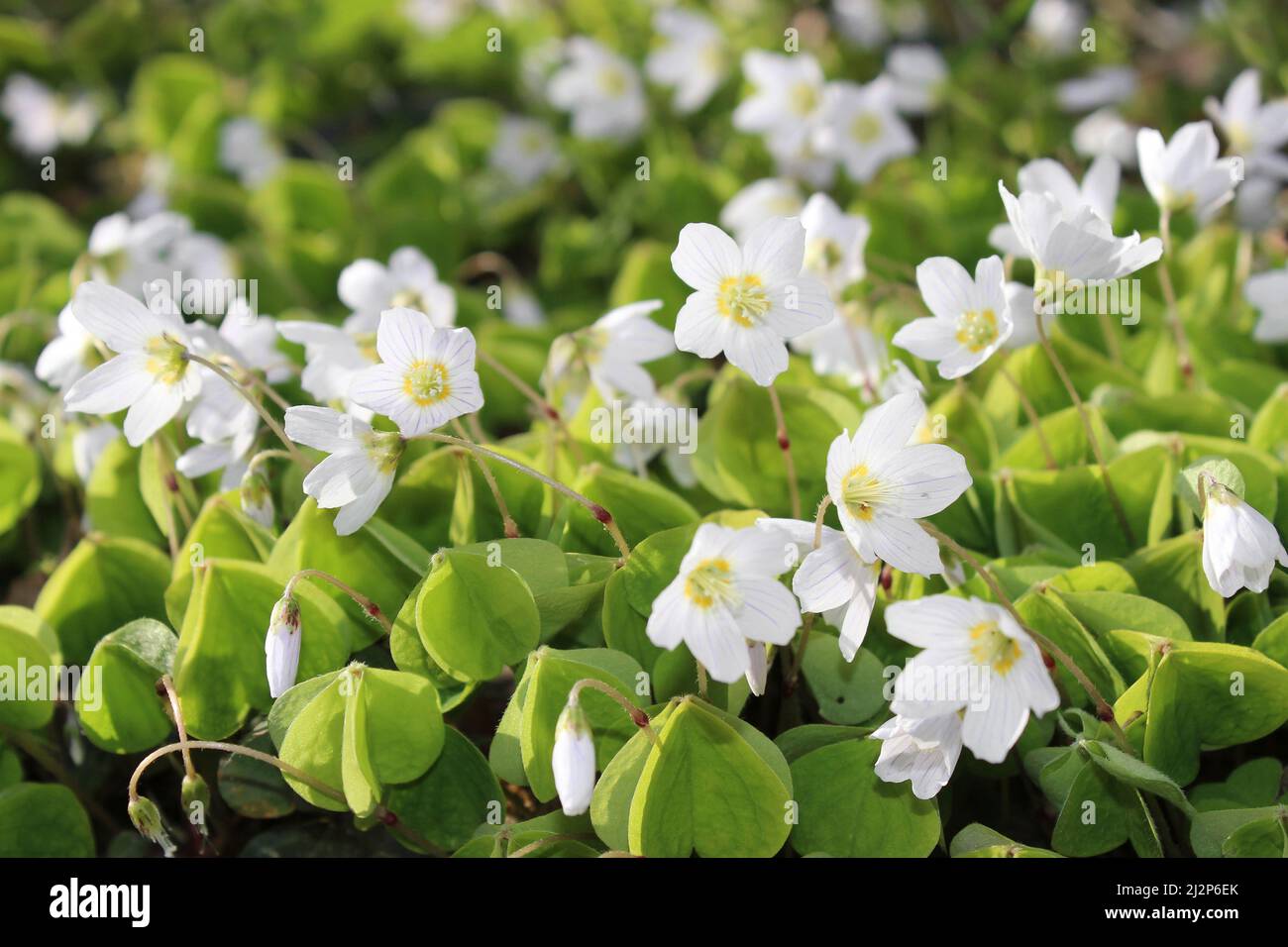 Sauerklee Oxalis acetosella Stockfoto