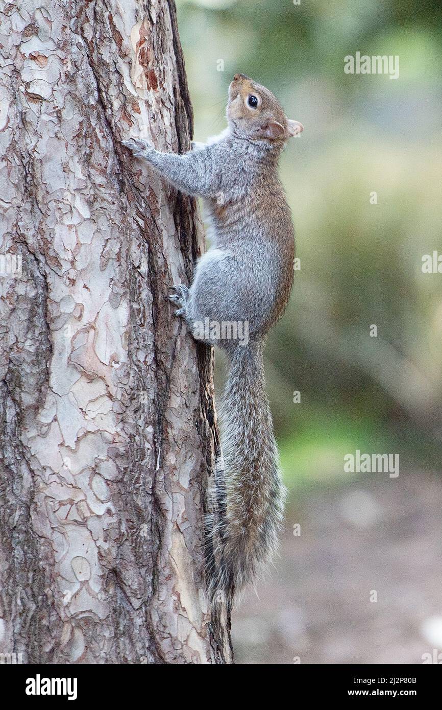 Graue Eichhörnchen auf einen Baum Stockfoto