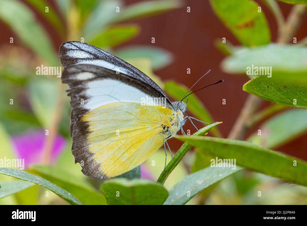 Nahaufnahme eines wunderschönen Schmetterlings (Appias Lyncida), der an einem sonnigen Tag im Frühling eine Blume sitzt Stockfoto