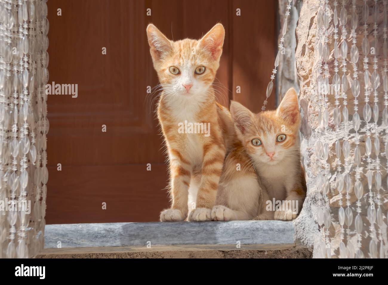 Zwei niedliche junge Katzenbabys, rot gestromt, ein gebundenes Geschwisterpaar, das nebeneinander auf einer Stufe am Hauseingang sitzt und neugierig nach Griechenland schaut Stockfoto