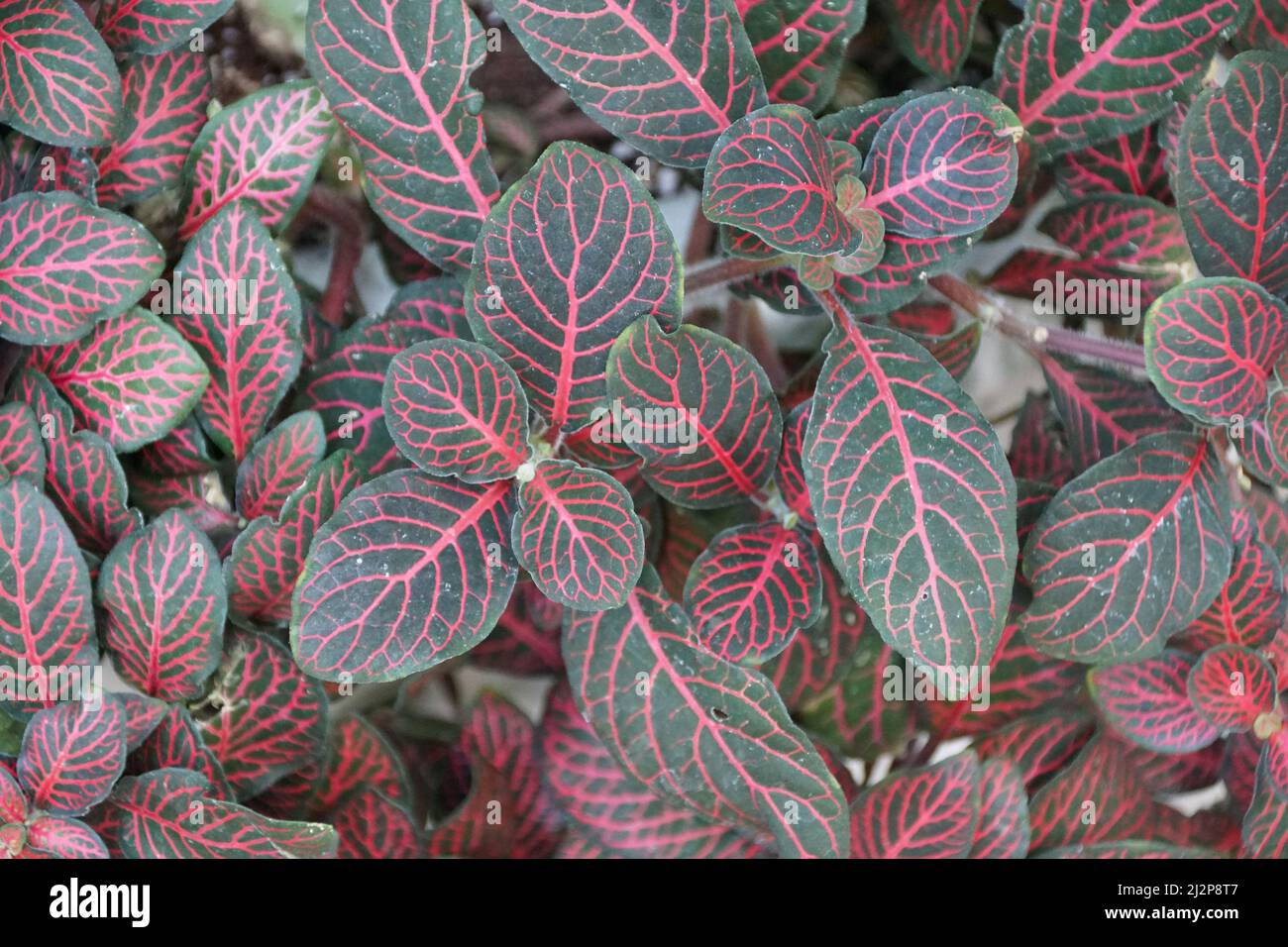 Die rot geäderten Blätter der Nervenpflanze, auch bekannt als Fittonia Albivenis Stockfoto