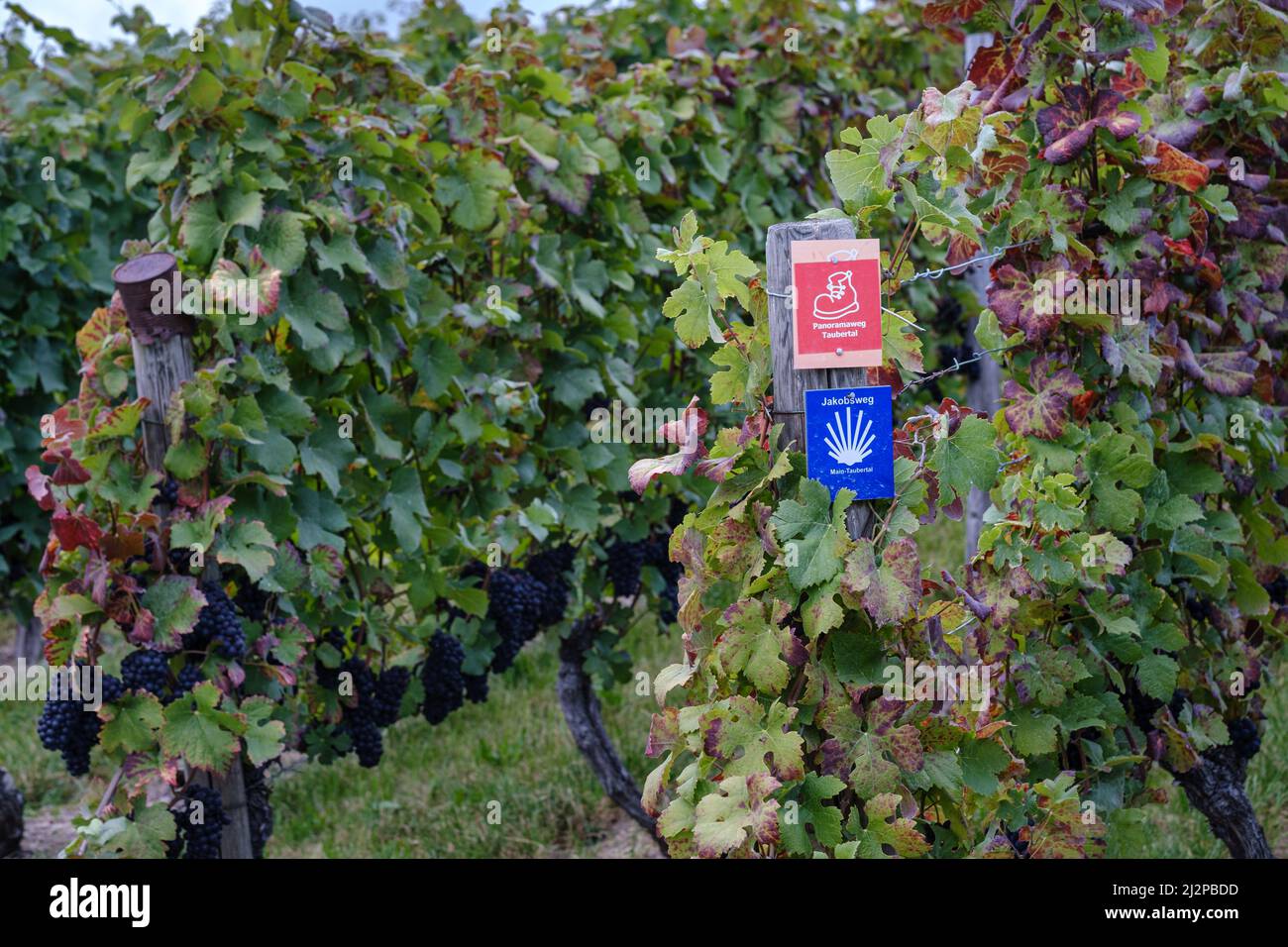 Schild für die Wanderwege vom Jakobsweg mitten in reifen und großen Rotweintrauben Deutschland im nahen Beckstein. Stockfoto