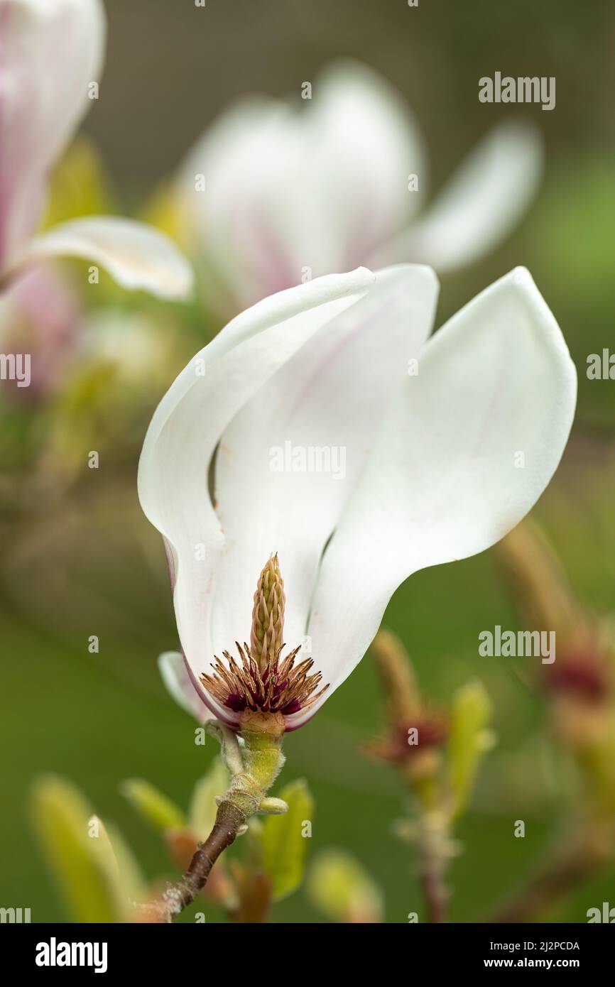 Nahaufnahme einer einzigen weißen Magnolienblüte, die Sepalen, Pistillen und Anthern zeigt, die März/April in einem englischen Garten, England, Großbritannien, blühen Stockfoto