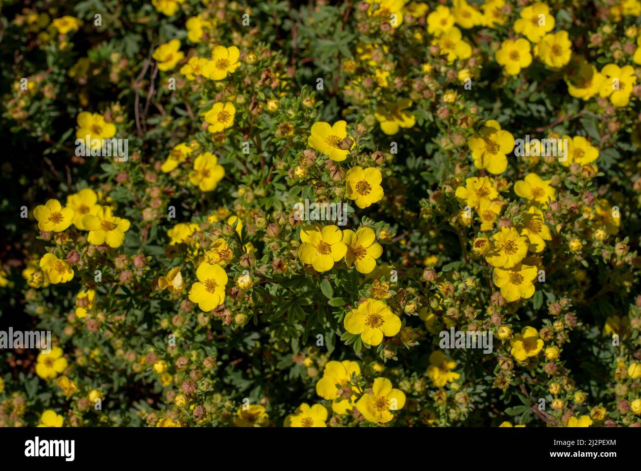 Im Sommer blüht das struppige Zinkfett gelb. Blühende Potentilla fruticosa. Stockfoto Im Sommer blüht das struppige Zinkfett gelb. Blühende Potentilla fruticosa. Stockfoto
