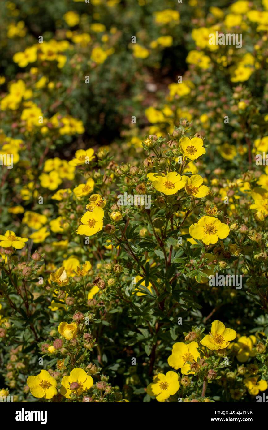 Im Sommer blüht das struppige Zinkfett gelb. Blühende Potentilla fruticosa. Stockfoto Im Sommer blüht das struppige Zinkfett gelb. Blühende Potentilla fruticosa. Stockfoto