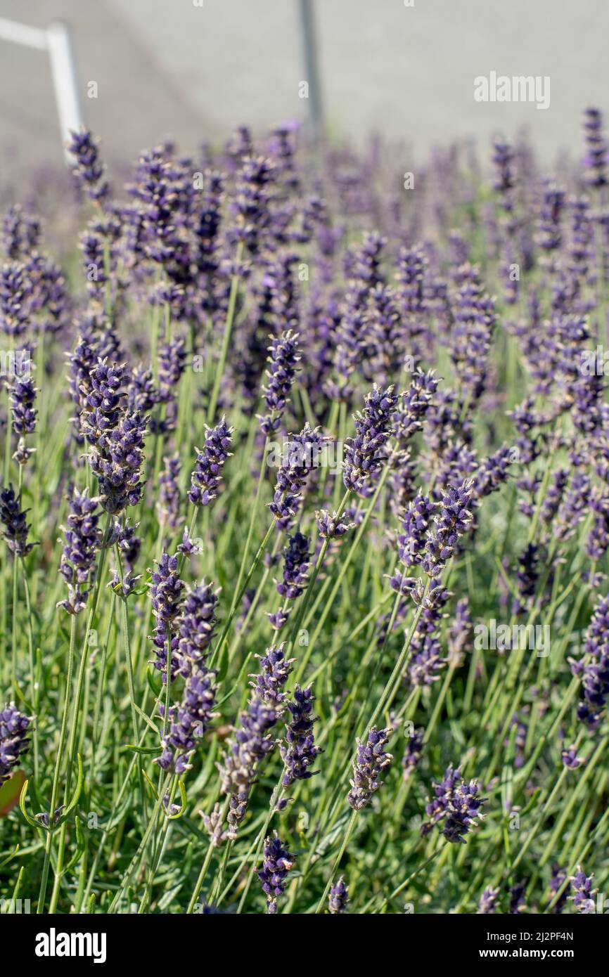 Lavendelblüten im Garten. Lavandula Angustifolia in der Blüte. Stockfoto