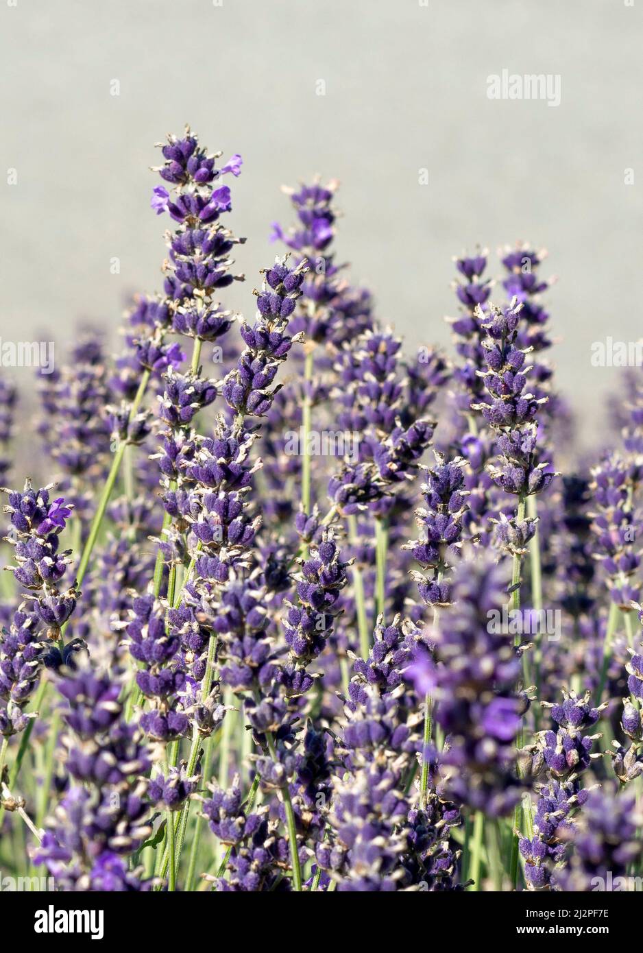 Lavendelblüten im Garten. Lavandula Angustifolia in der Blüte. Stockfoto