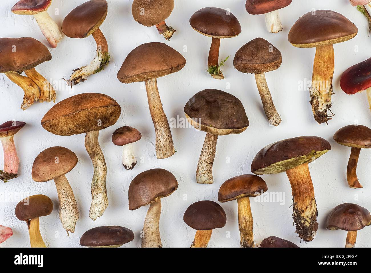 Eine Reihe von verschiedenen essbaren Pilzen. Pilzhintergrund. Essen. Weißer Pilz, Schwungrad, Boletus, Täubling. Draufsicht. Stockfoto