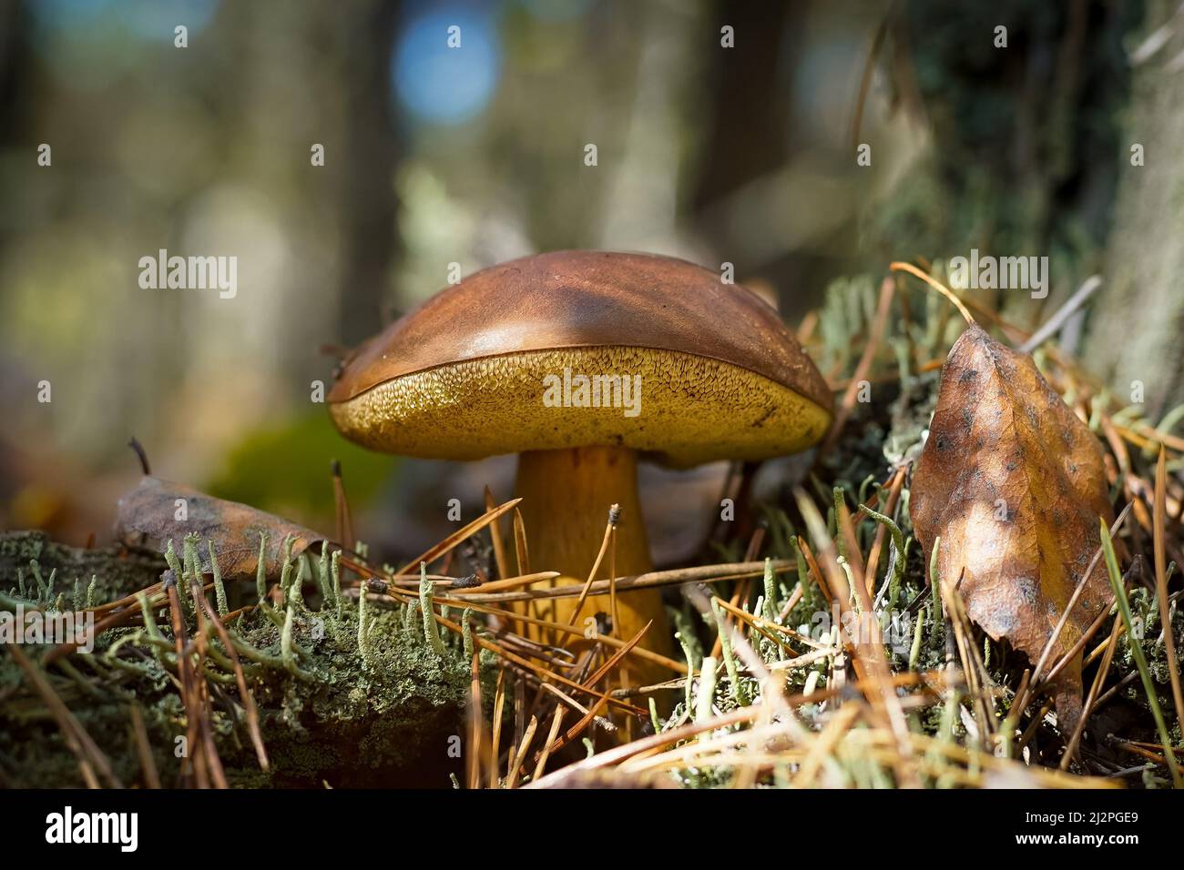 Weißer Pilz. Boletus wachsen. Essbare Pilze Hintergrund. Wald im Herbst. Naturverfall. Sammelt Pilze. Pilz. Stockfoto