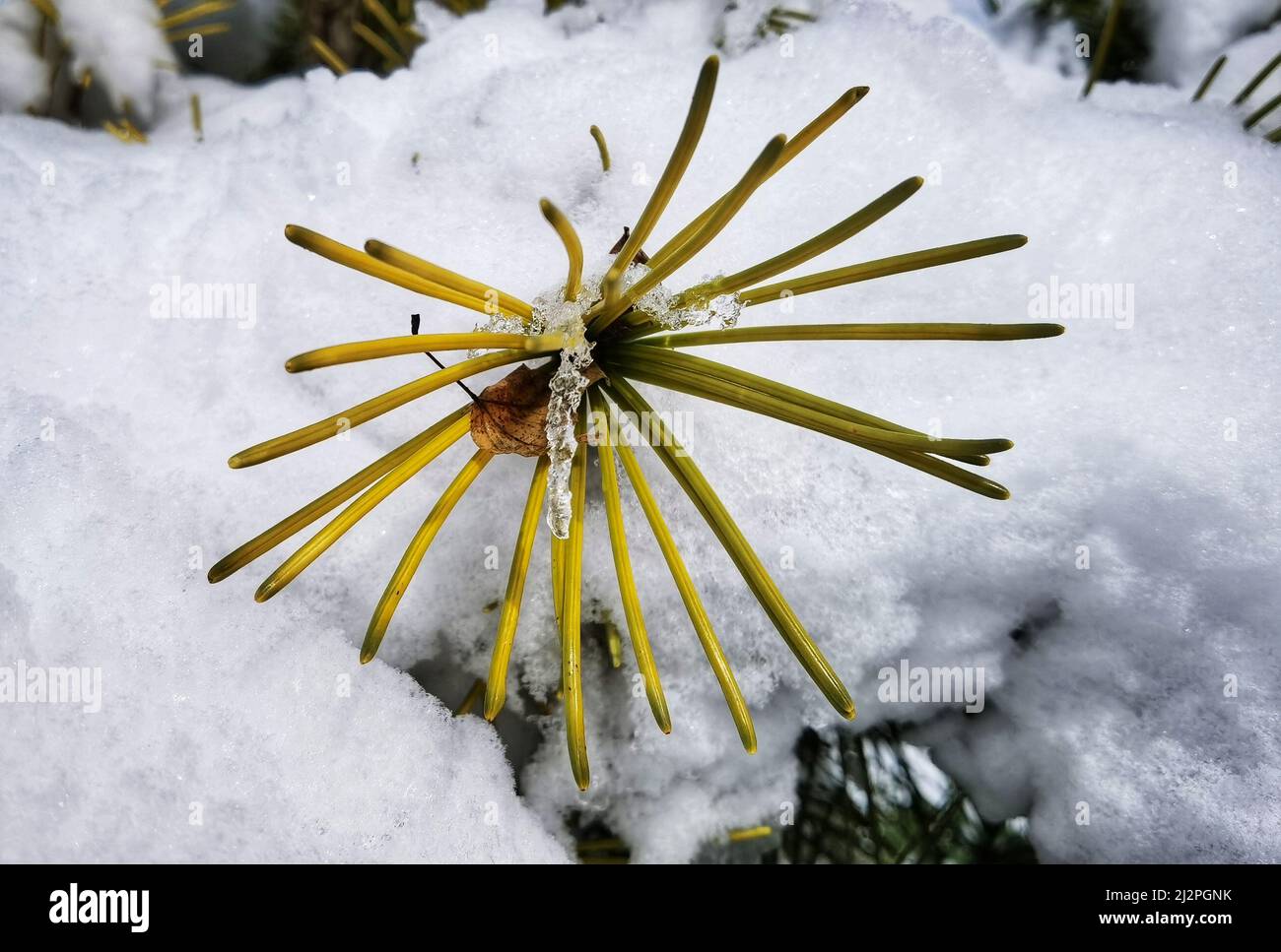 München, Bayern, Deutschland. 3. April 2022. Kiefern bedeckt mit Schnee und Eis nach zwei Tagen Schneefall über Süddeutschland, bevor wärmere Temperaturen und Regen die Wintersaison wahrscheinlich beenden. (Bild: © Sachelle Babbar/ZUMA Press Wire) Stockfoto