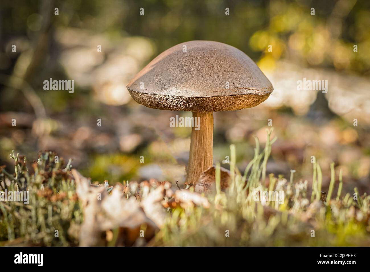 Boletus wachsen. Essbarer Pilz Hintergrund. Wald im Herbst. Naturverfall. Sammelt Pilze. Braune Pilze im Herbst. Stockfoto