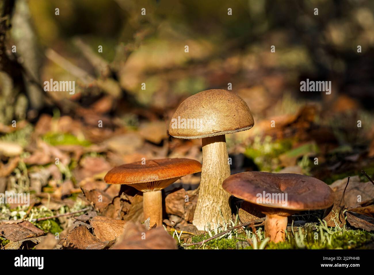 Boletus wachsen. Essbarer Pilz Hintergrund. Wald im Herbst. Naturverfall. Sammelt Pilze. Braune Pilze im Herbst. Stockfoto