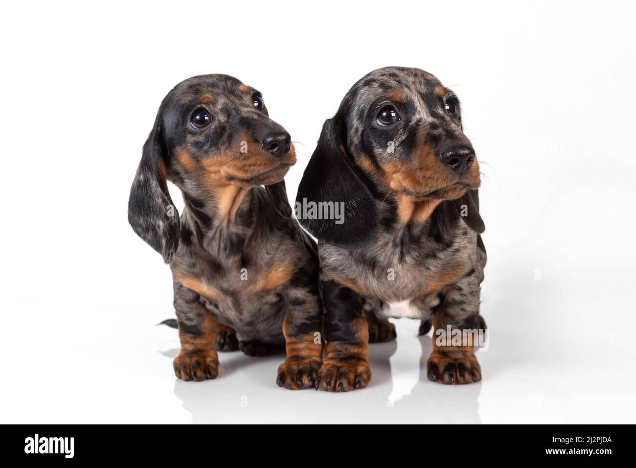 Ein Paar glatter Dackel-Welpen aus Marmor wurde vom Fotoshooting müde und schlief übereinander, isoliert auf Weiß, ein Stockfoto