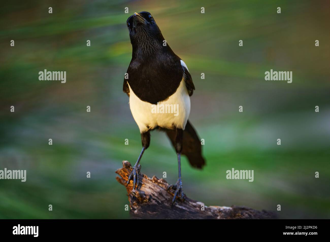 Elster im Wald, Pica pica, schwarz-weißer Vogel mit langem Schwanz, im Naturlebensraum, klarer Hintergrund. Wildlife-Szene aus der Natur, dunkelgrün vorne Stockfoto