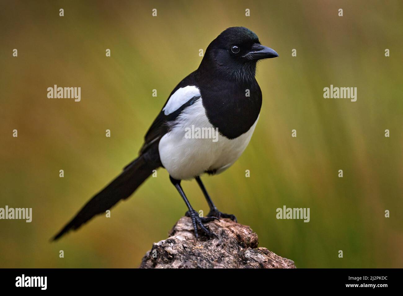 Elster im Wald, Pica pica, schwarz-weißer Vogel mit langem Schwanz, im Naturlebensraum, klarer Hintergrund. Wildlife-Szene aus der Natur, dunkelgrün vorne Stockfoto