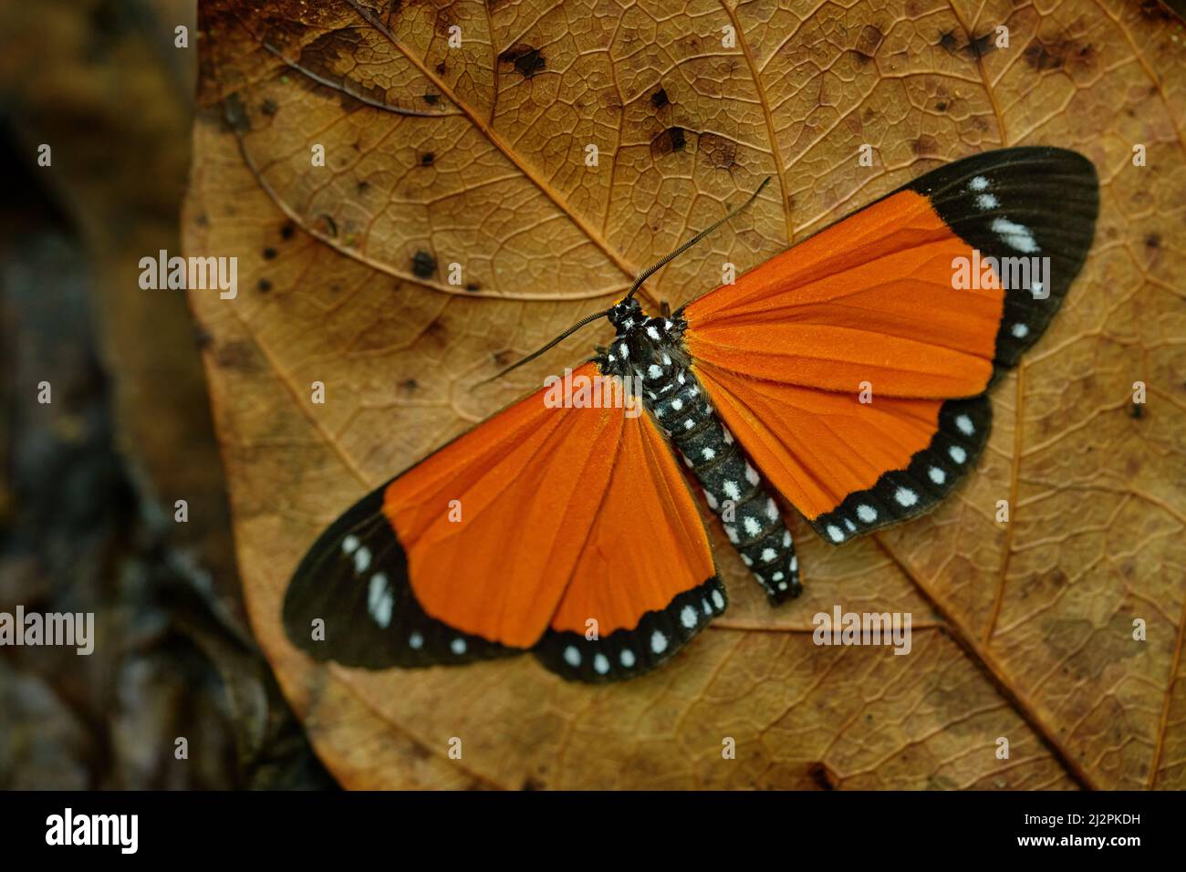 Danaus chrysippus, schlichter Tiger, afrikanischer Königin Monarch, schwarzer orangefarbener Schmetterling auf dem braunen alten Blatt im Wald, Kibale NP, Uganda in Afrika. Danaus Stockfoto