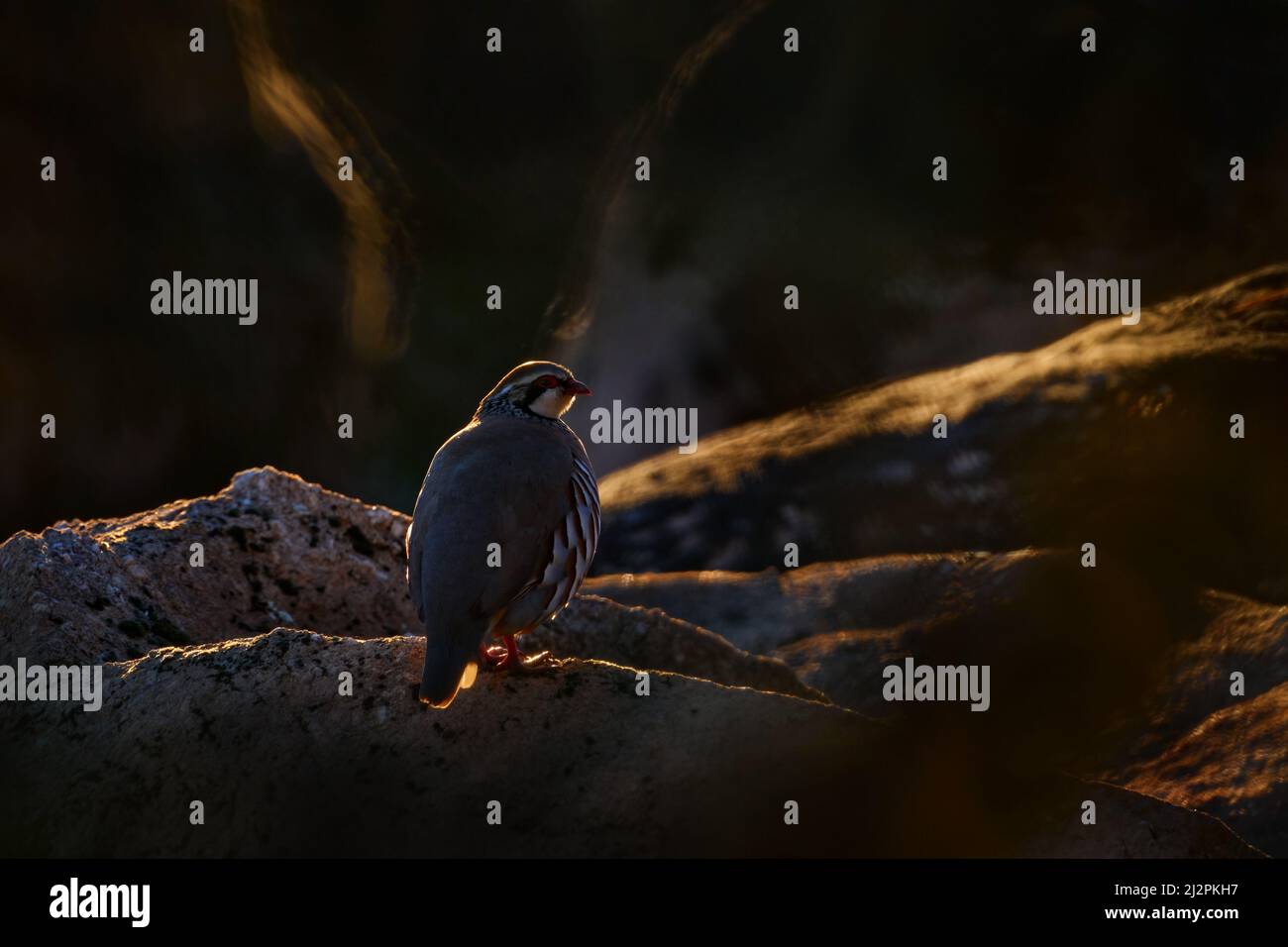 Rotbeinige Rebhuhn, Alectoris rufa, Gamebird in Fasanenfamilie Phasianidae, auf der Schotterstraße, Spanien in Europa. Rebhuhn in der Natur Lebensraum. B Stockfoto