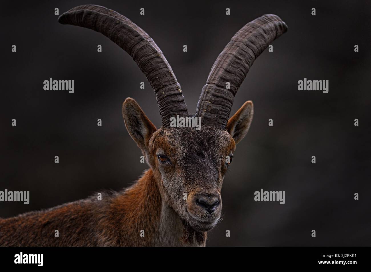 Iberischer Steinbock, Capra pyrenaica, Wildziege im Naturgebiet, Naturschutzgebiet El Torcal de Antequera in Andalusien, Spanien. Spanisches Steinbock-Porträt auf Th Stockfoto