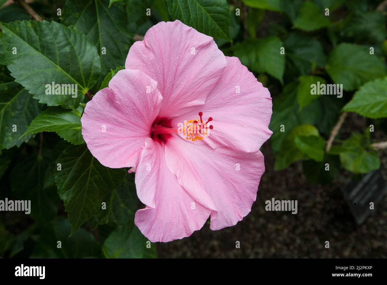 Die rosa Hibiskusblüte aus nächster Nähe in Longwood Gardens, Kennet Square, Pennsylvania, USA, PA-Bilder Botanischer Garten in den USA Stockfoto