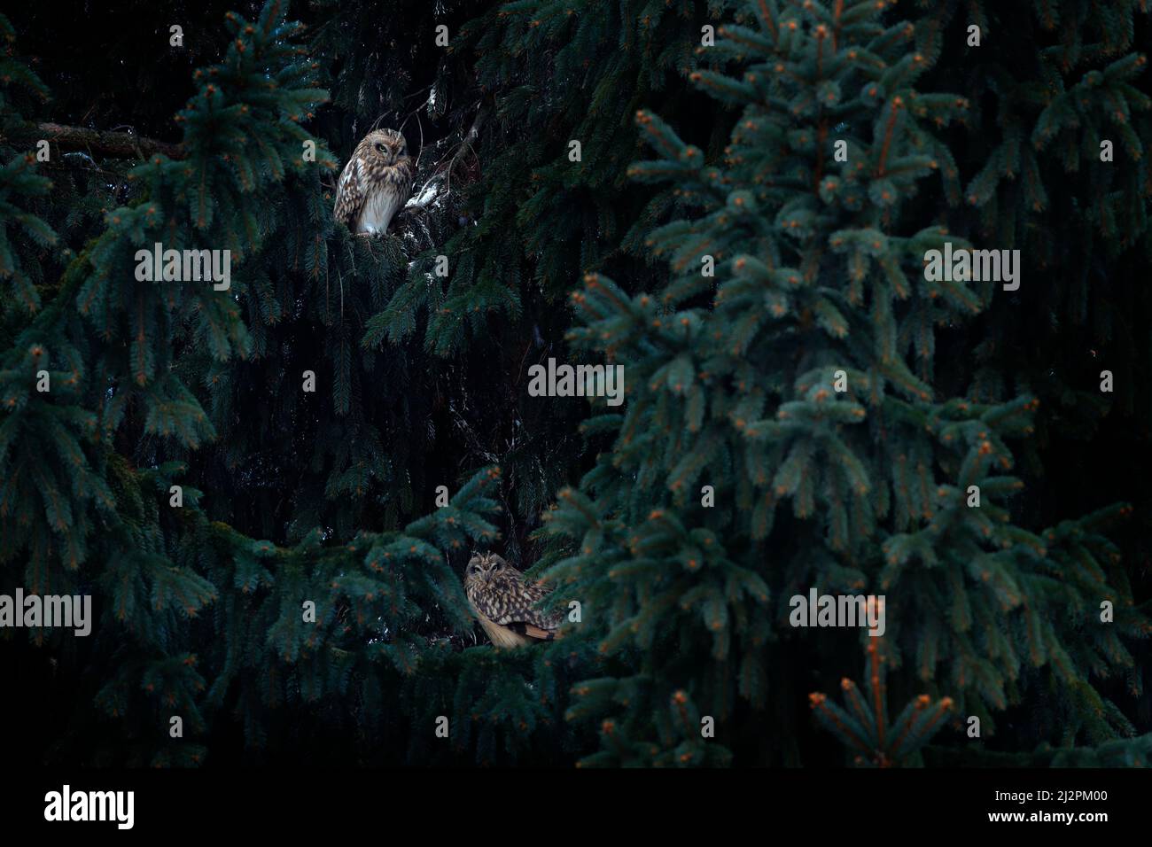 Kurzohreule, ASIO flammeus, sitzt auf der Fichte. Vogel auf der Fichte. Tier im Lebensraum. Eule tagsüber im Lebensraum. Stockfoto