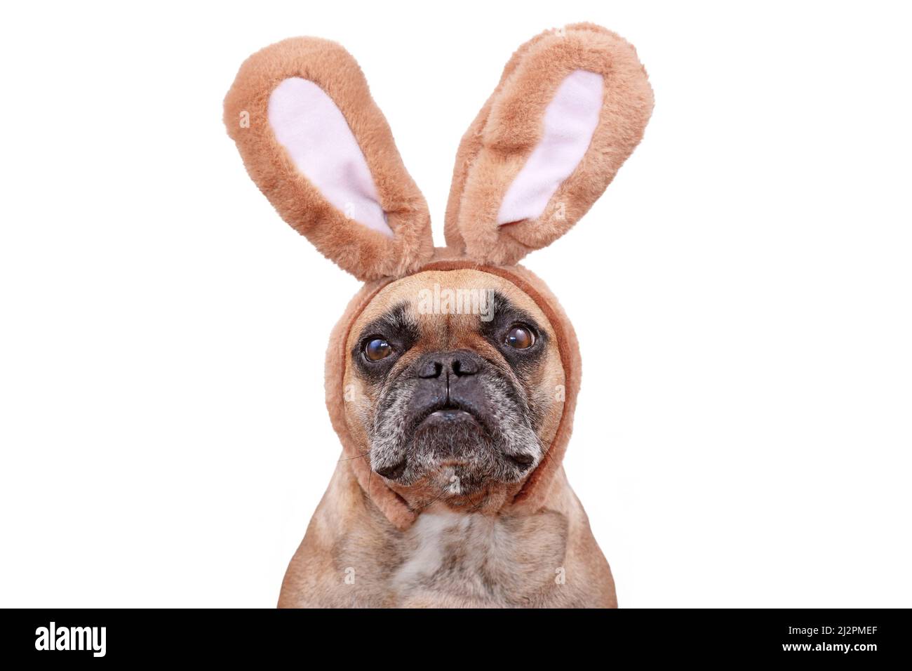 Französische Bulldogge Hund trägt Osterhase Kostüm Ohren Stirnband auf weißem Hintergrund Stockfoto