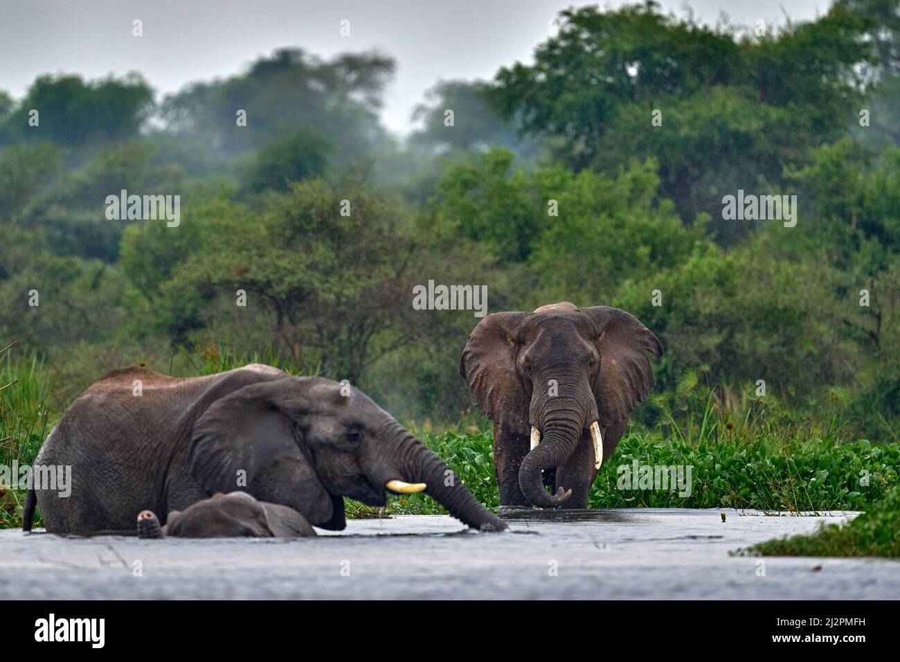 Elefant im Regen, Victoria Nil Delta. Elefant im Murchison Falls NP, Uganda. Großes Säugetier im grünen Gras, Waldvegetation. Elefantenwanderung Stockfoto