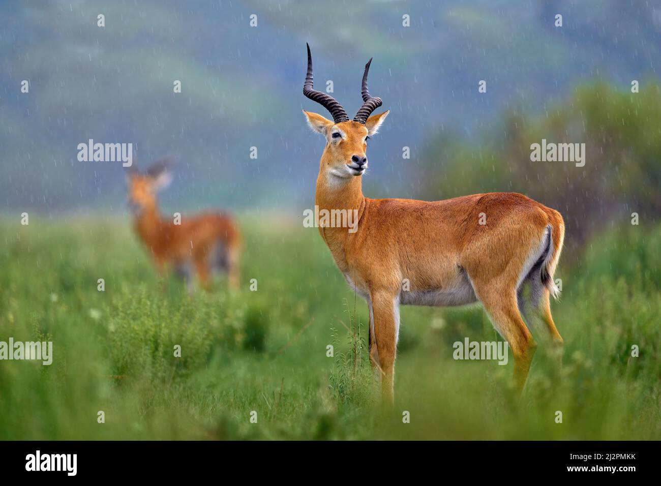 Ugandischer Kob, Kobus Kob thomasi, regnerischer Tag in der Savanne. KOB Antilope in der grünen Vegetation während des Regens, Queen Elizabeth NP in Uganda, Afrika. Stockfoto