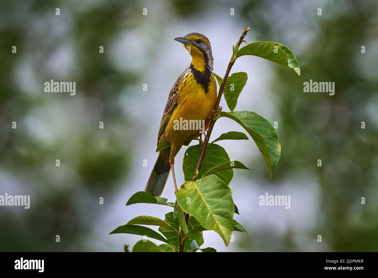 Gelbkehlige Langkralle, Macronyx croceus, gelber schwarz grauer Vogel auf dem Baum in der grünen Vegetation. Wilder Vogel im Naturlebensraum, Murchison NP Stockfoto