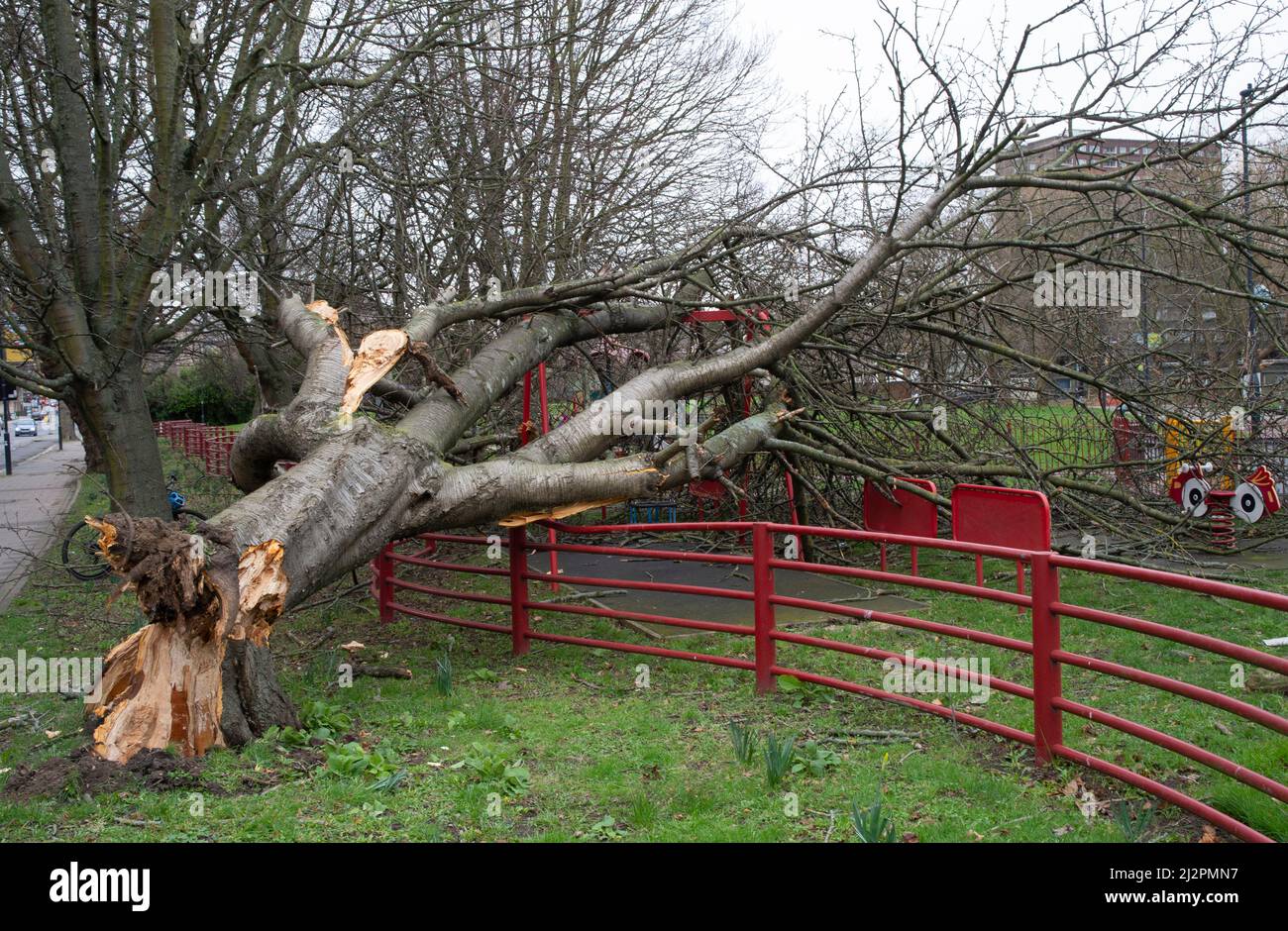 Gefallener Baum nach dem Sturm Eunice, Maida Vale Park, London, Großbritannien Stockfoto