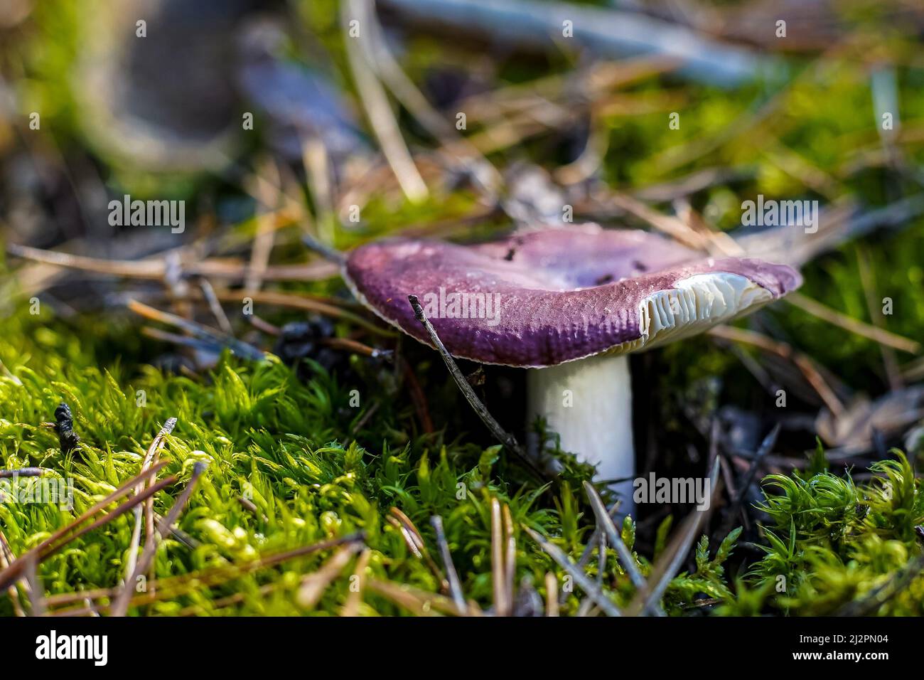 Täubling mit violettem Hut. Boletus wachsen. Essbare Pilze Hintergrund. Wald im Herbst. Naturverfall. Sammelt Pilze. Pilz. Stockfoto