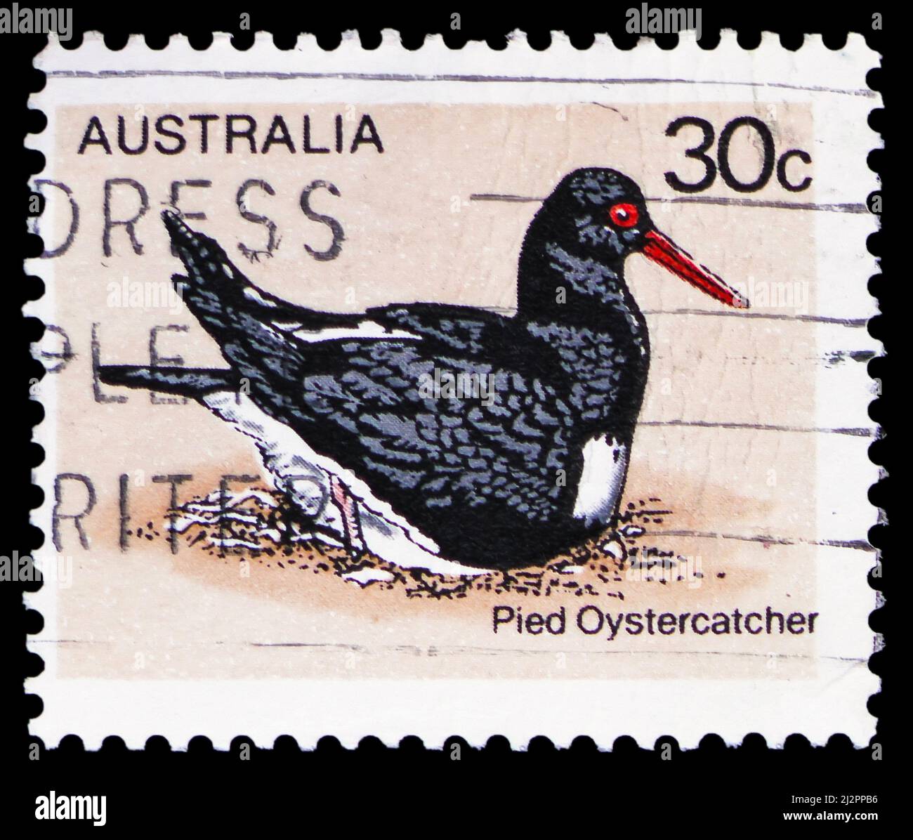 MOSKAU, RUSSLAND - 13. MÄRZ 2022: Die in Australien gedruckte Briefmarke zeigt den Austernfischer (Haematopus longirostris), die Vogelserie (Serie 1.), circ Stockfoto