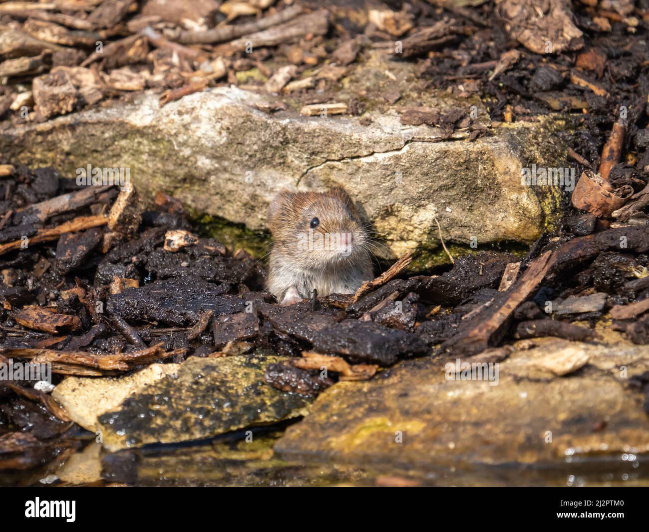 Bankvole spätet ein Loch aus Stockfoto
