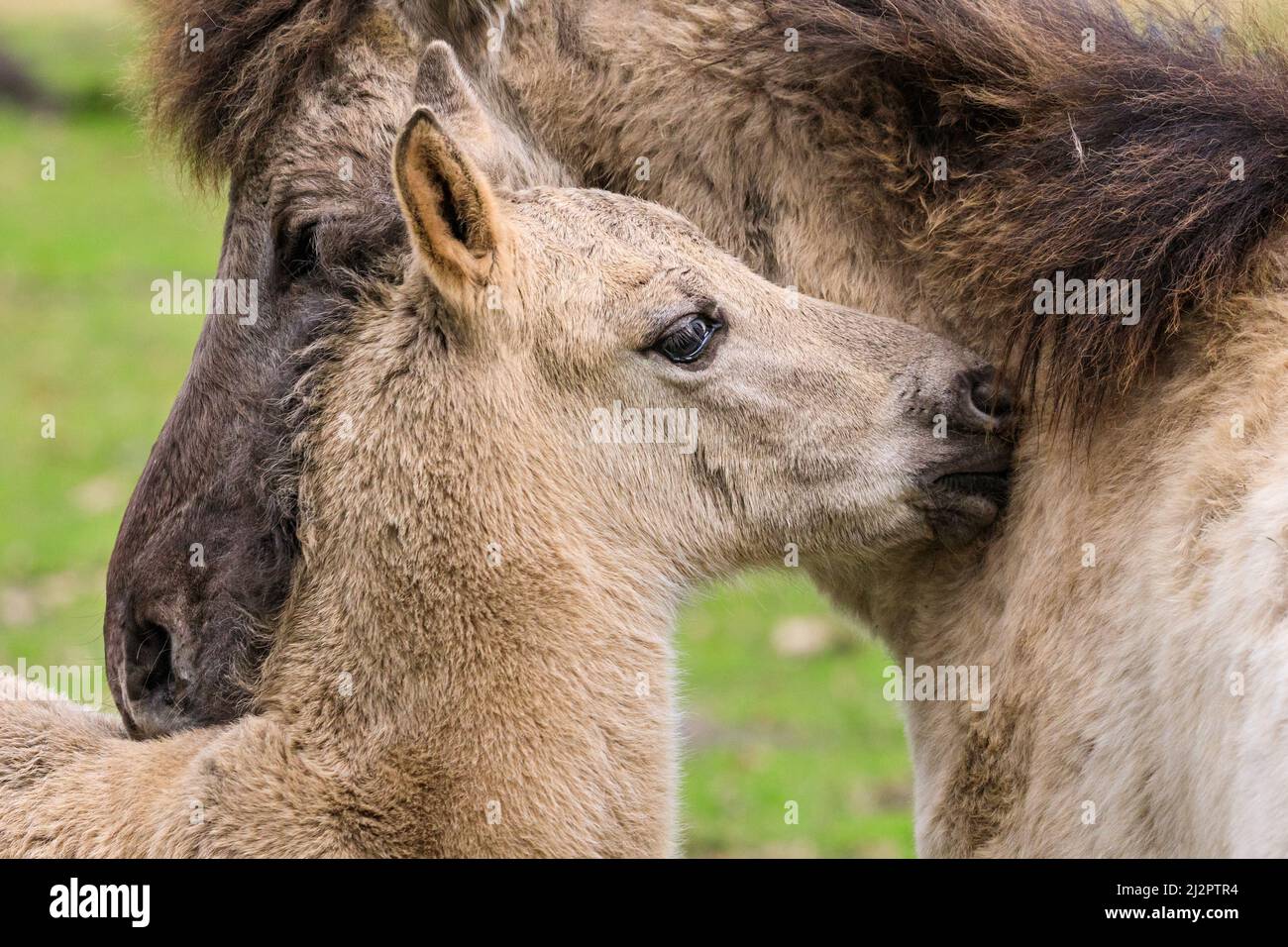 Mehrfelder Bruch, NRW, Deutschland. 04. April 2022. Ein Fohlen mit seiner Mutter. Eine Herde von über 300 der Dülmen Ponys, eine bedrohte Art und alte Rasse, leben unter wilden Bedingungen, aber in einem geschützten Gebiet von c.. 350 Hektar mit Wald und Grünland im Naturschutzgebiet Merfelder Bruch. Die Herde lebt in Familienclans mit sehr geringen menschlichen Eingriffen, abgesehen von gelegentlicher Heuversorgung im Winter. Kredit: Imageplotter/Alamy Live Nachrichten Stockfoto