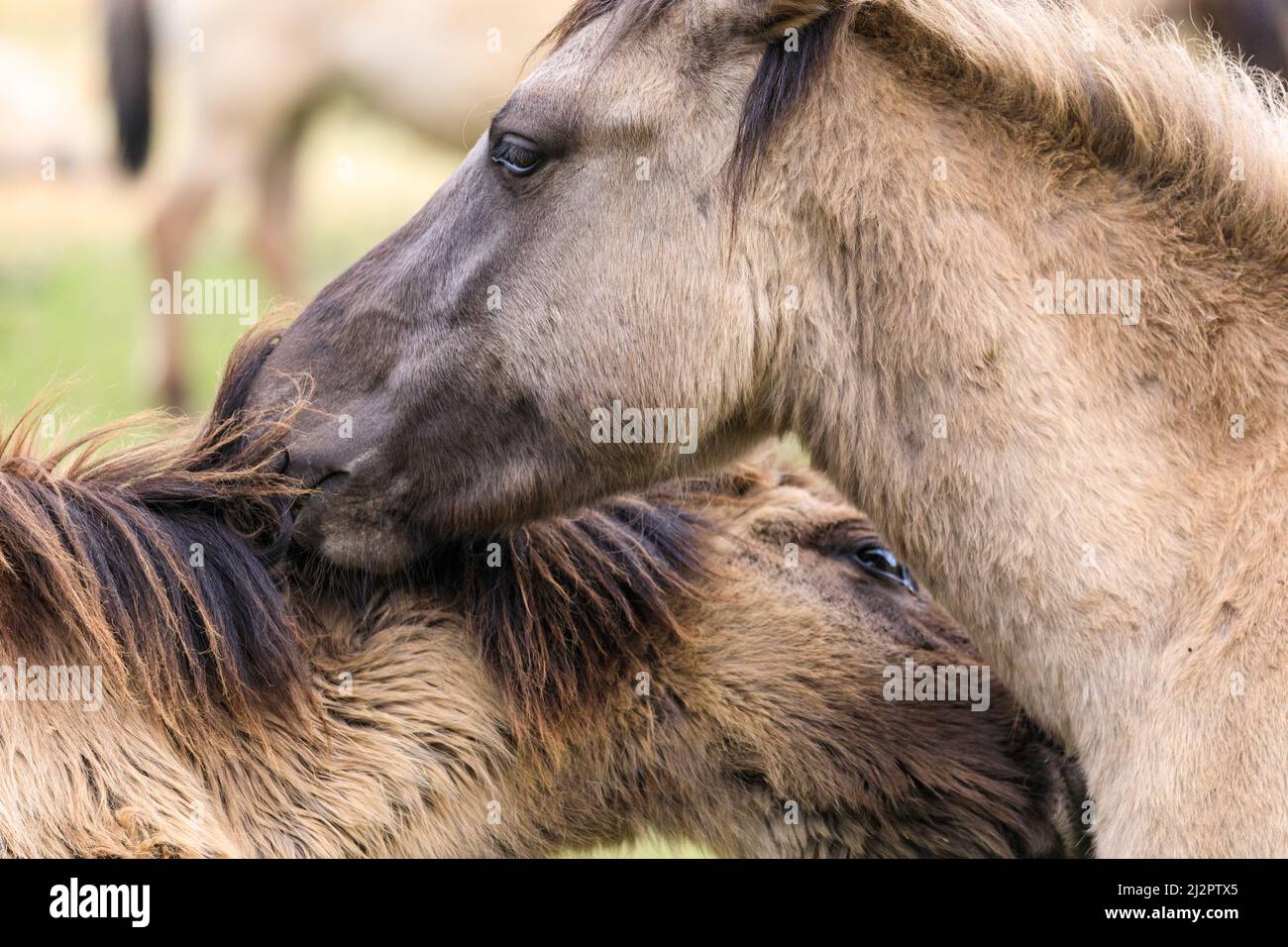 Mehrfelder Bruch, NRW, Deutschland. 04. April 2022. Zwei der Pferde pflegen sich gegenseitig. Eine Herde von über 300 der Dülmen Ponys, eine bedrohte Art und alte Rasse, leben unter wilden Bedingungen, aber in einem geschützten Gebiet von c.. 350 Hektar mit Wald und Grünland im Naturschutzgebiet Merfelder Bruch. Die Herde lebt in Familienclans mit sehr geringen menschlichen Eingriffen, abgesehen von gelegentlicher Heuversorgung im Winter. Kredit: Imageplotter/Alamy Live Nachrichten Stockfoto