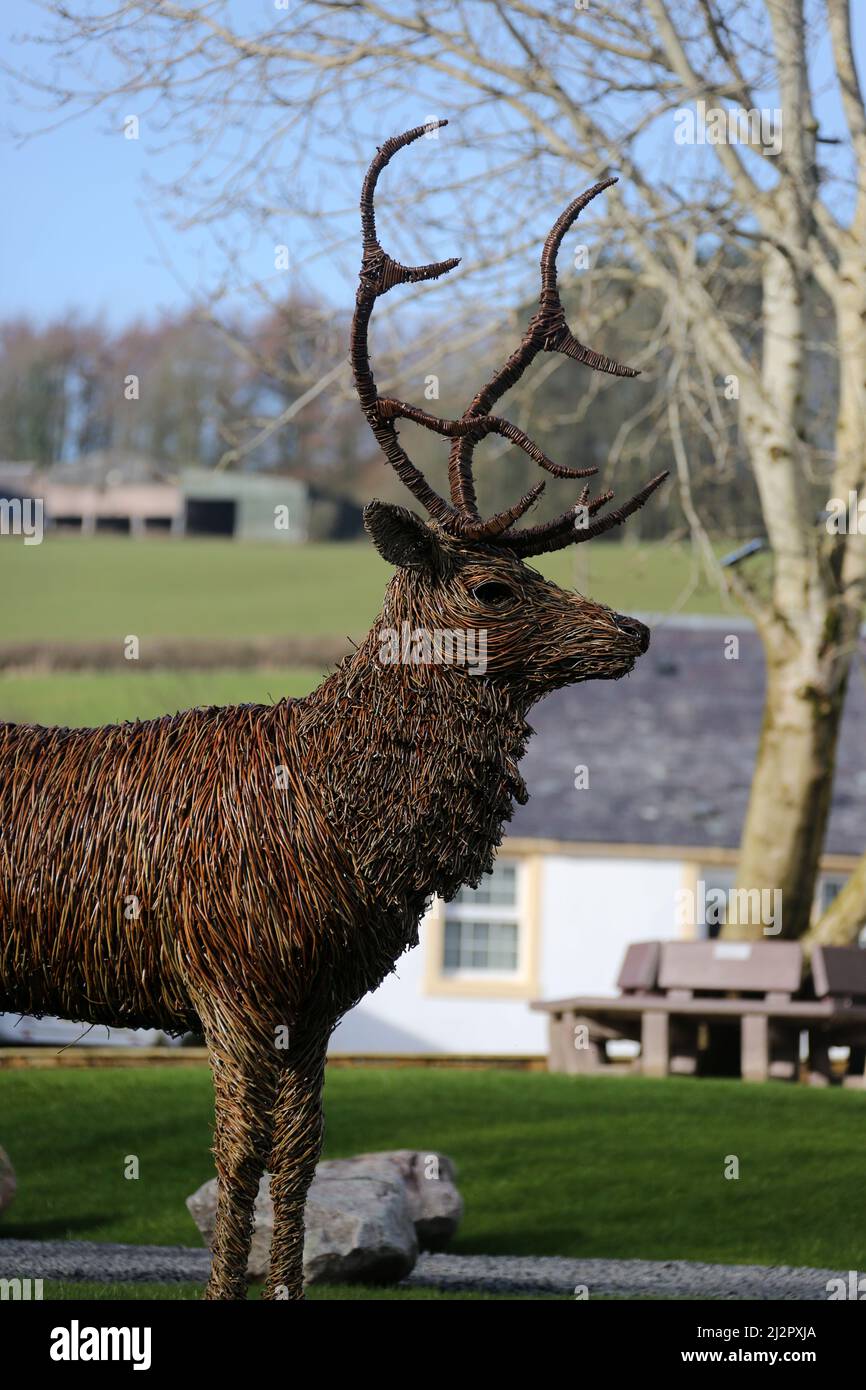 Whiteleys Retreat, Nr Alloway & Maybole South Ayshire, Schottland, Großbritannien. Eine riesige lifesize-Weidenskuplur eines Hirsches auf dem Gelände des Künstlers David Powell Stockfoto