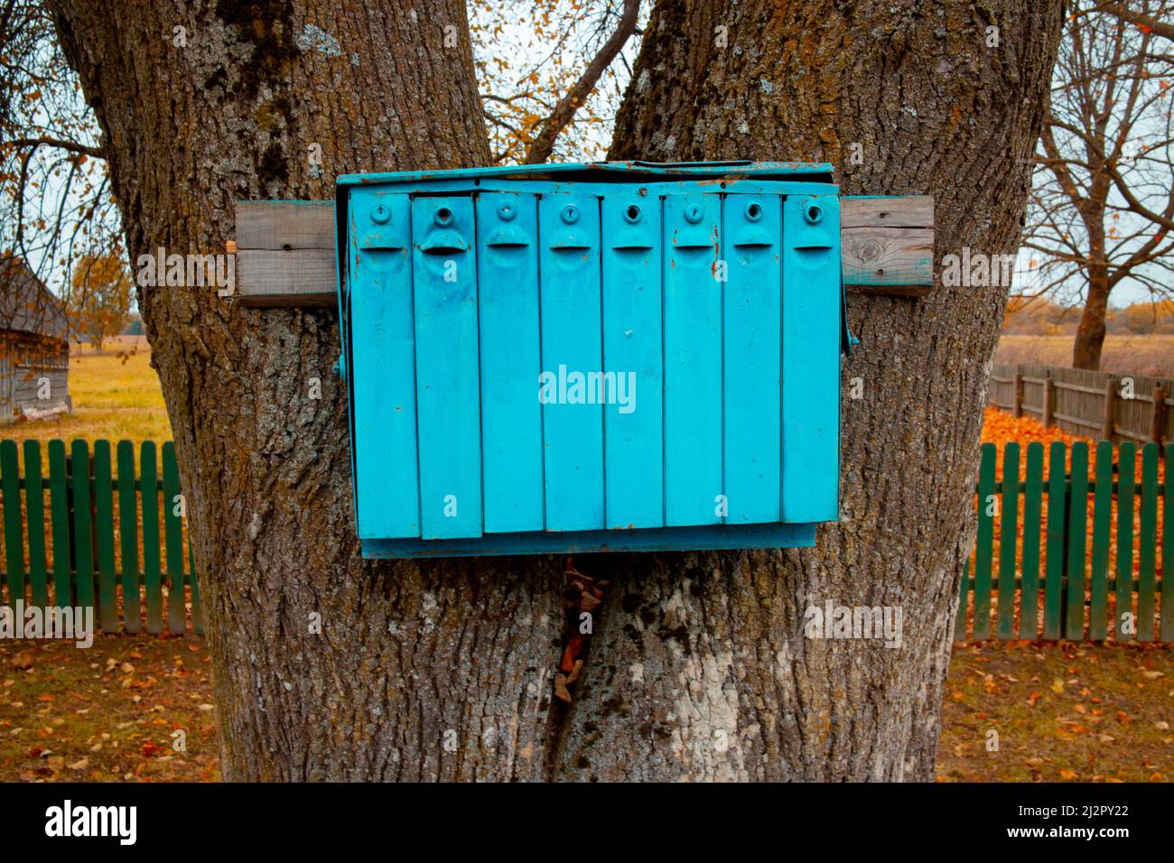 Blaue Postfächer in einem Baum. Im Dorf. Stockfoto