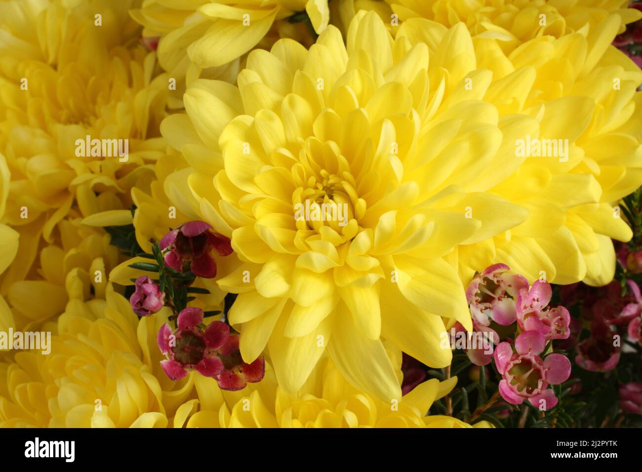 Bouquet von großen gelben Chrysanthemen mit kleinen burgunderroten Blüten. Nahaufnahme. Stockfoto