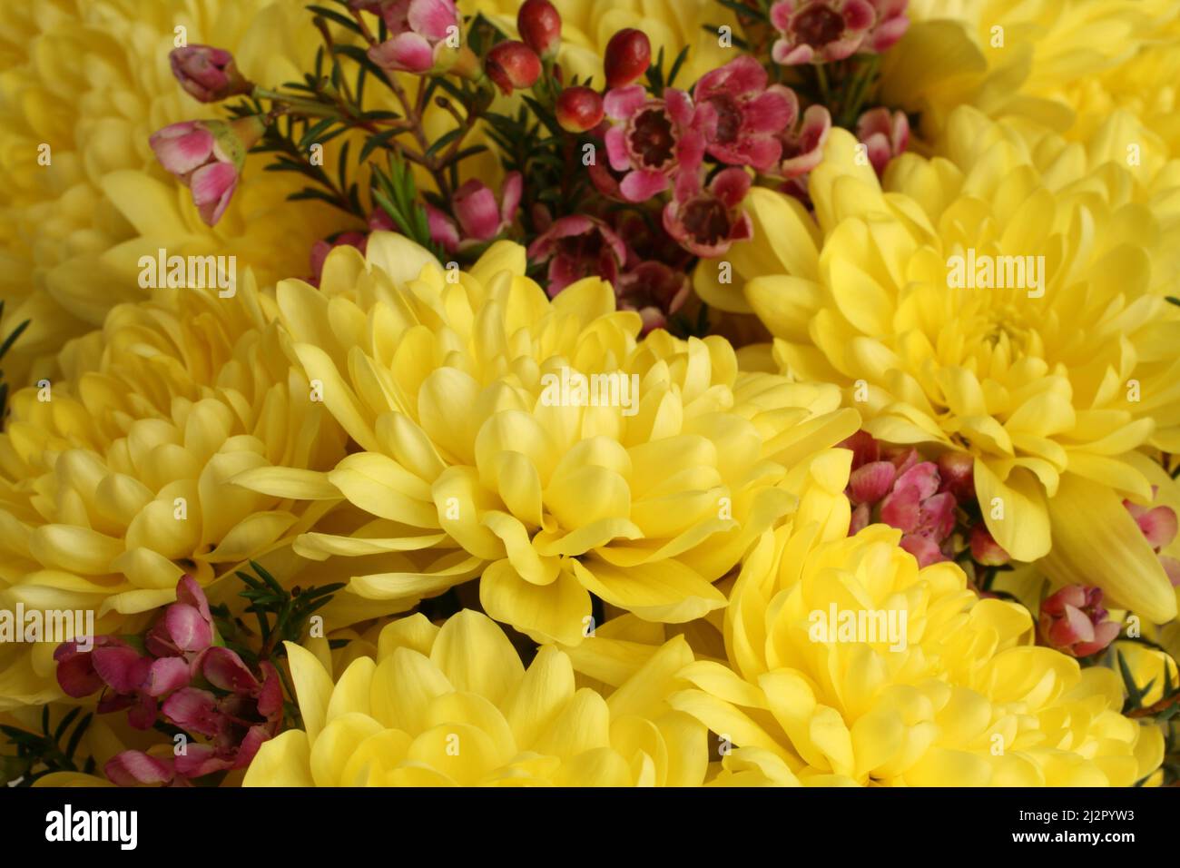 Bouquet von großen gelben Chrysanthemen mit kleinen burgunderroten Blüten. Nahaufnahme. Stockfoto